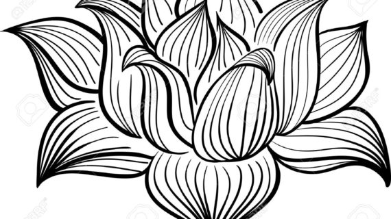 570x320 Lotus Flower Drawing Black And White Lotus Flower Drawing Outline