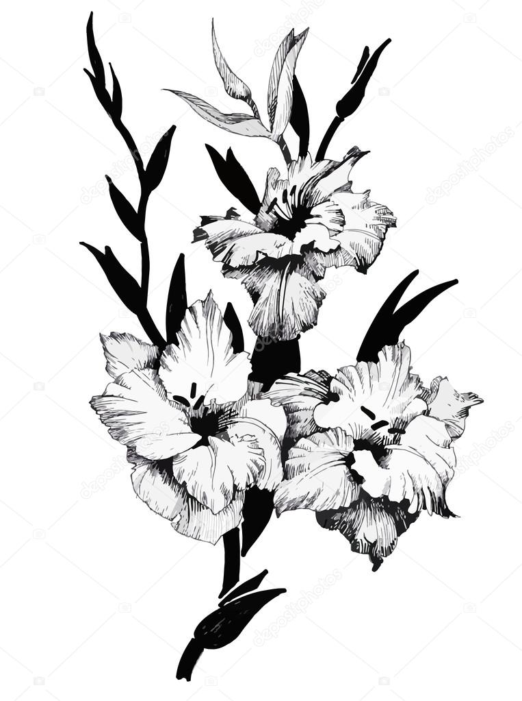 763x1023 Beautiful Monochrome, Black And White Flower Isolated. Hand Drawn
