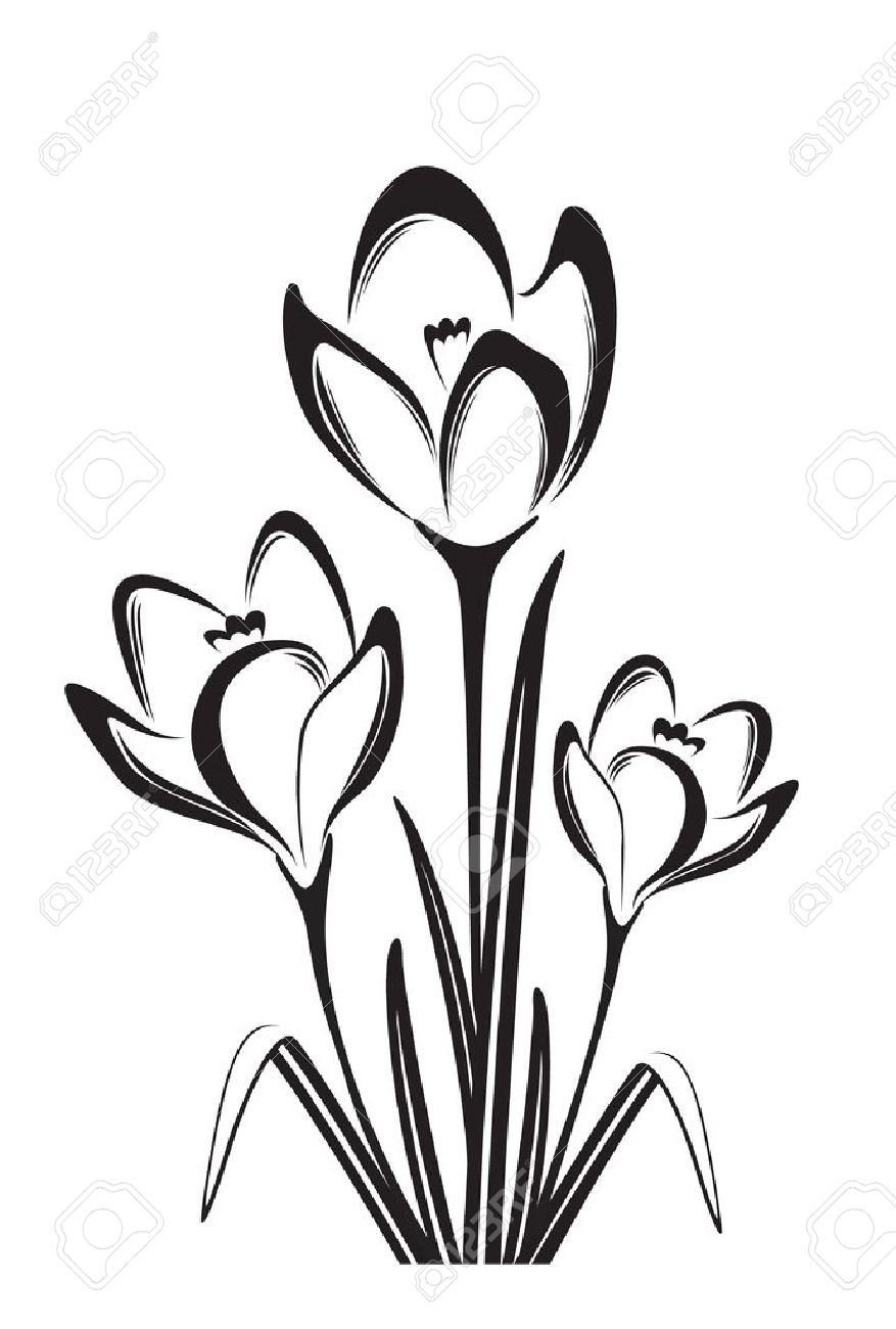 877x1300 Flower Images In Black And White Image Collections