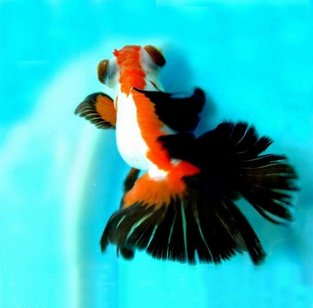 640x629 Celestial Eye Goldfish Or Choten Gan Is A Double Tailed Breed