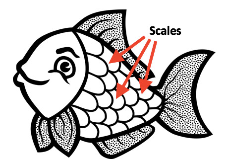 456x330 What Is A Calico Goldfish Hint It Is All About The Scales My