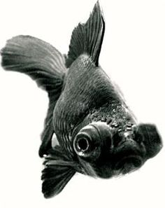 236x297 A Face Only A Mother Could Love. This Bubble Eyed Goldfish Is