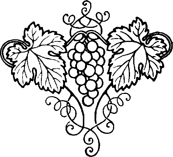591x535 Grape Vine Clip Art Png