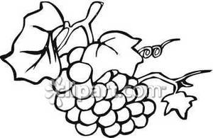 300x195 And White Grapes On A Vine