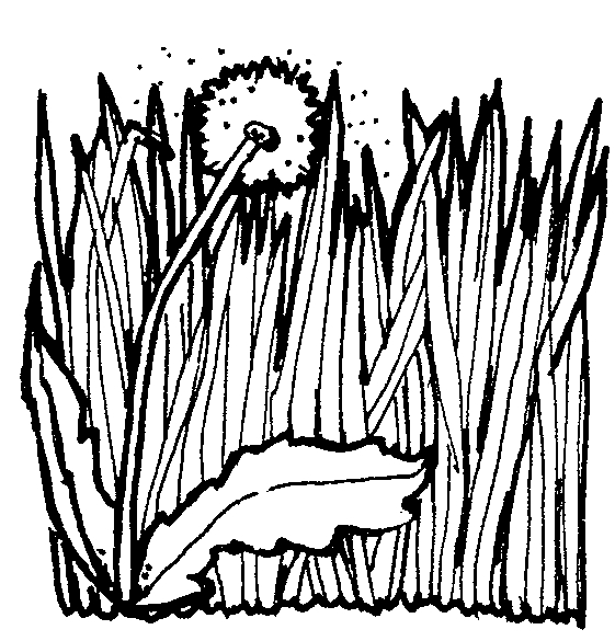 561x585 Grass Clipart Black White