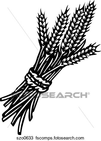 338x470 Drawing Of Wheat Black And White Szo0633