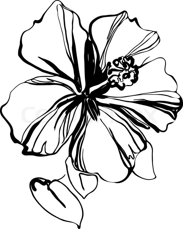 639x800 Hibiscus Black And White Sketch Drawing A Houseplant Stock