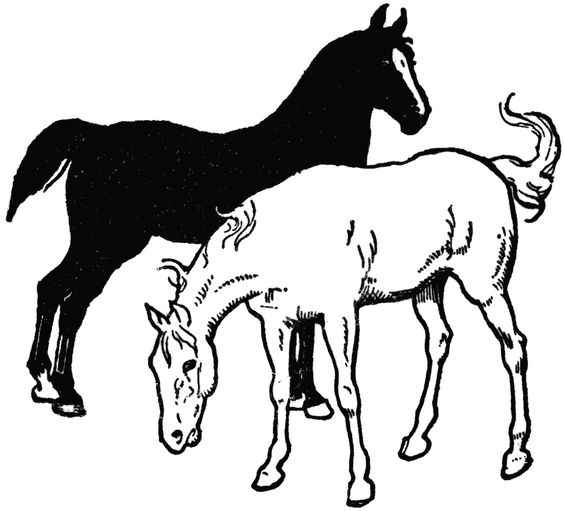 564x511 Black And White Horse Clipart
