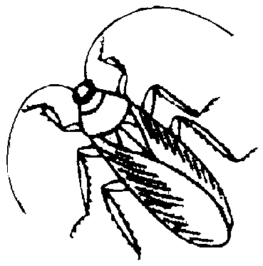 369x373 Cockroach Clipart Black And White