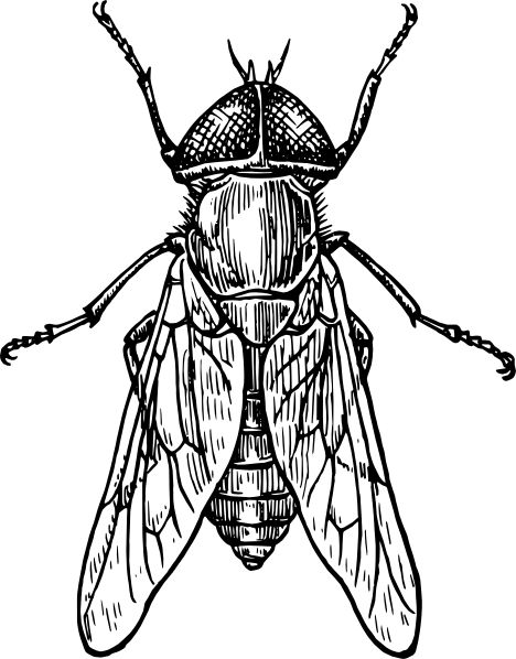 468x598 Drawn Insect Black And White