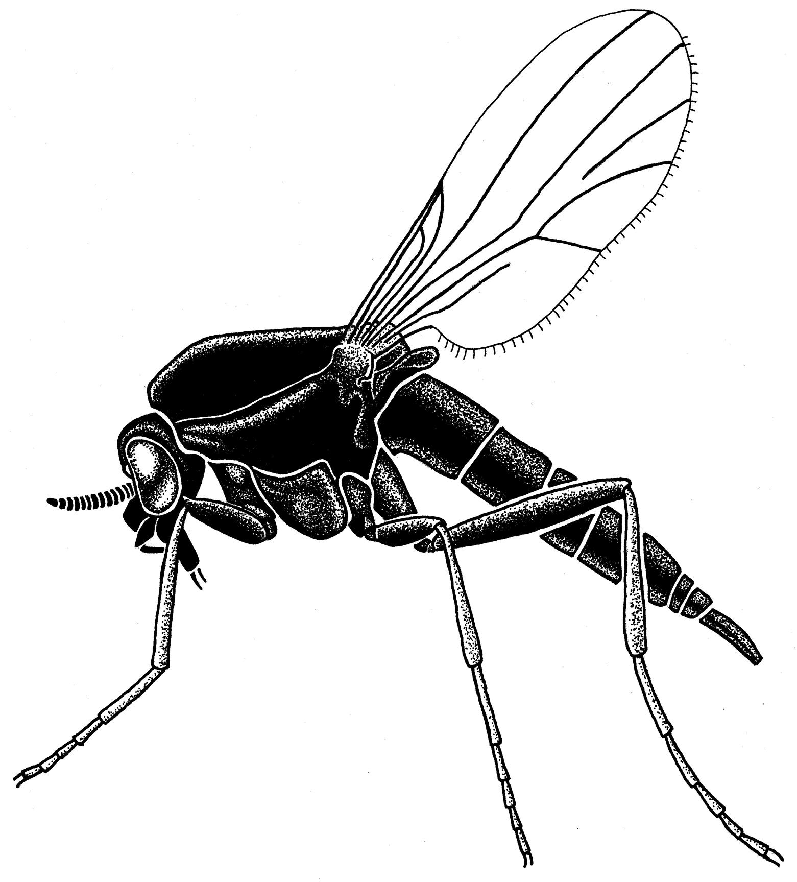 1561x1727 No See Ums, But You Feel