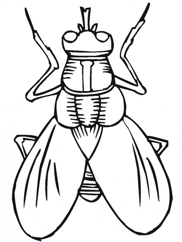 624x831 Printable Bugs Cliparts 247559