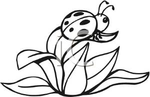300x195 Art Image Black And White Ladybug On A Leaf