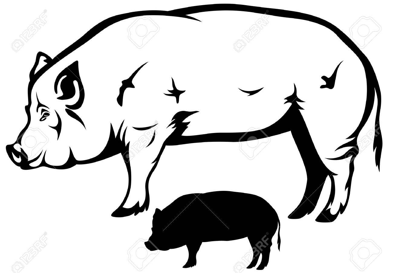 1300x901 Big Hog Black And White Outline And Silhouette Royalty Free
