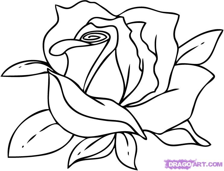 743x567 Drawn Red Rose Black And White Step By Step