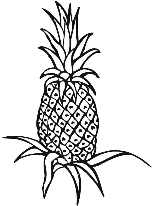 600x811 Pineapple Plant Clipart Black And White