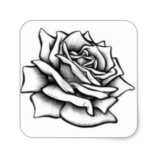 324x324 Black And White Rose Drawings Stickers Zazzle