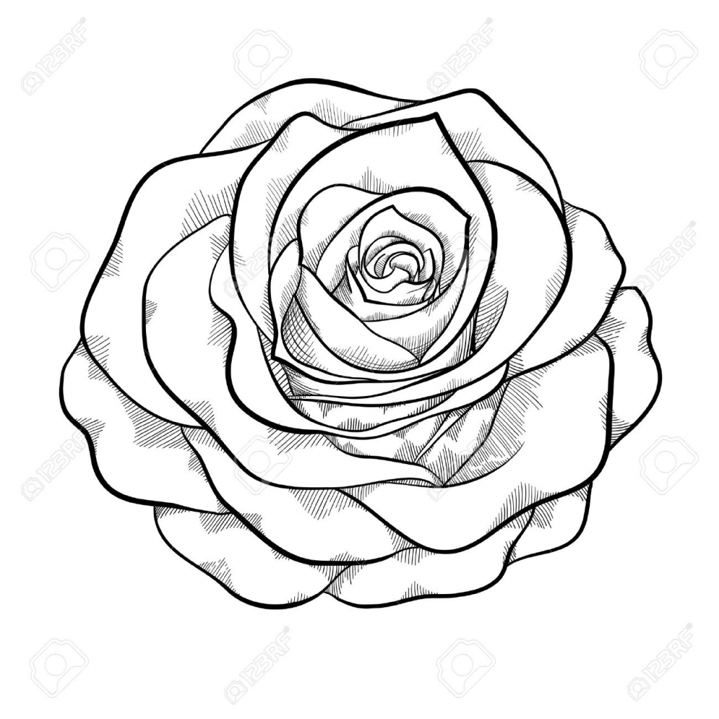 1024x1024 Black And White Rose Drawing Black And White Rose Drawing