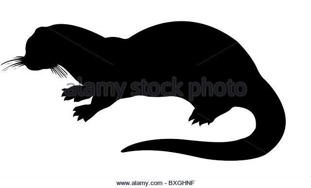 640x387 Otter Black And White Stock Photos Amp Images