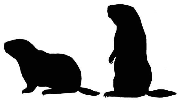 576x321 Sea Otter Clipart Nutria