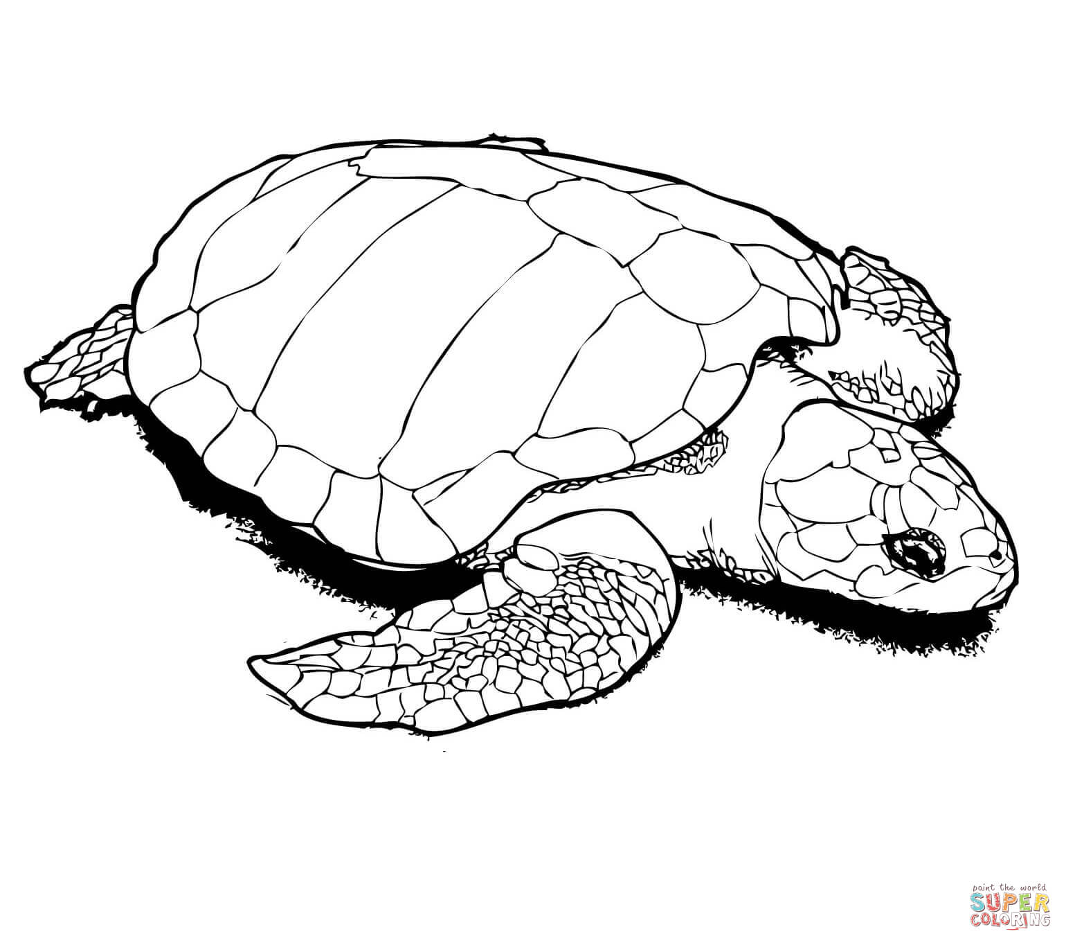 1540x1364 Nesting Kemp's Ridley Sea Turtle Coloring Page Free Printable