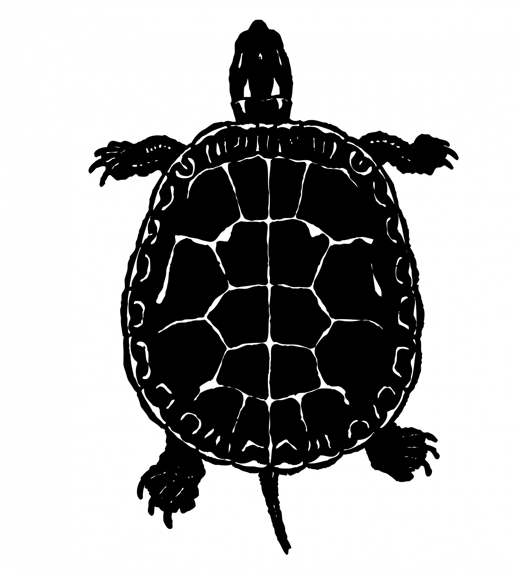 1734x1920 Turtle Clipart Free Stock Photo