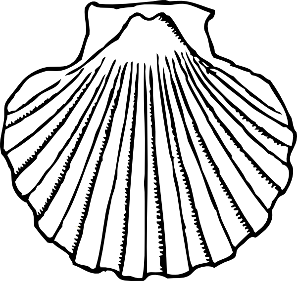 600x569 Seashell Shells Clipart Clipart