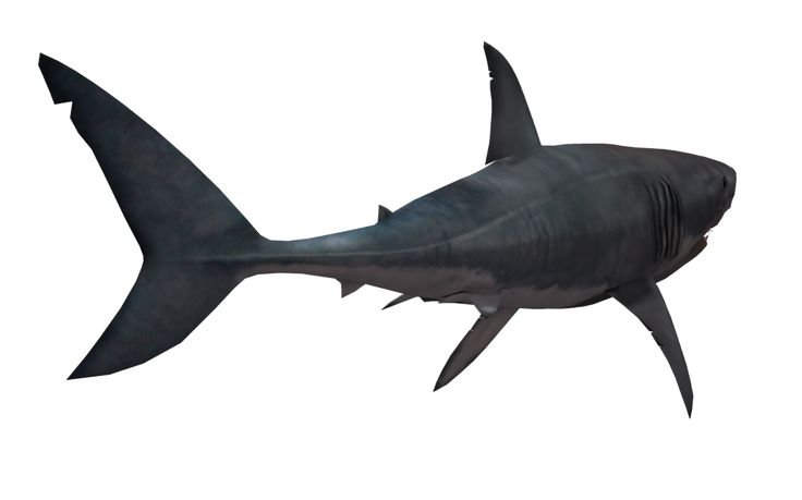 736x459 Great White Shark 3d Model Via Maxr On Forensic