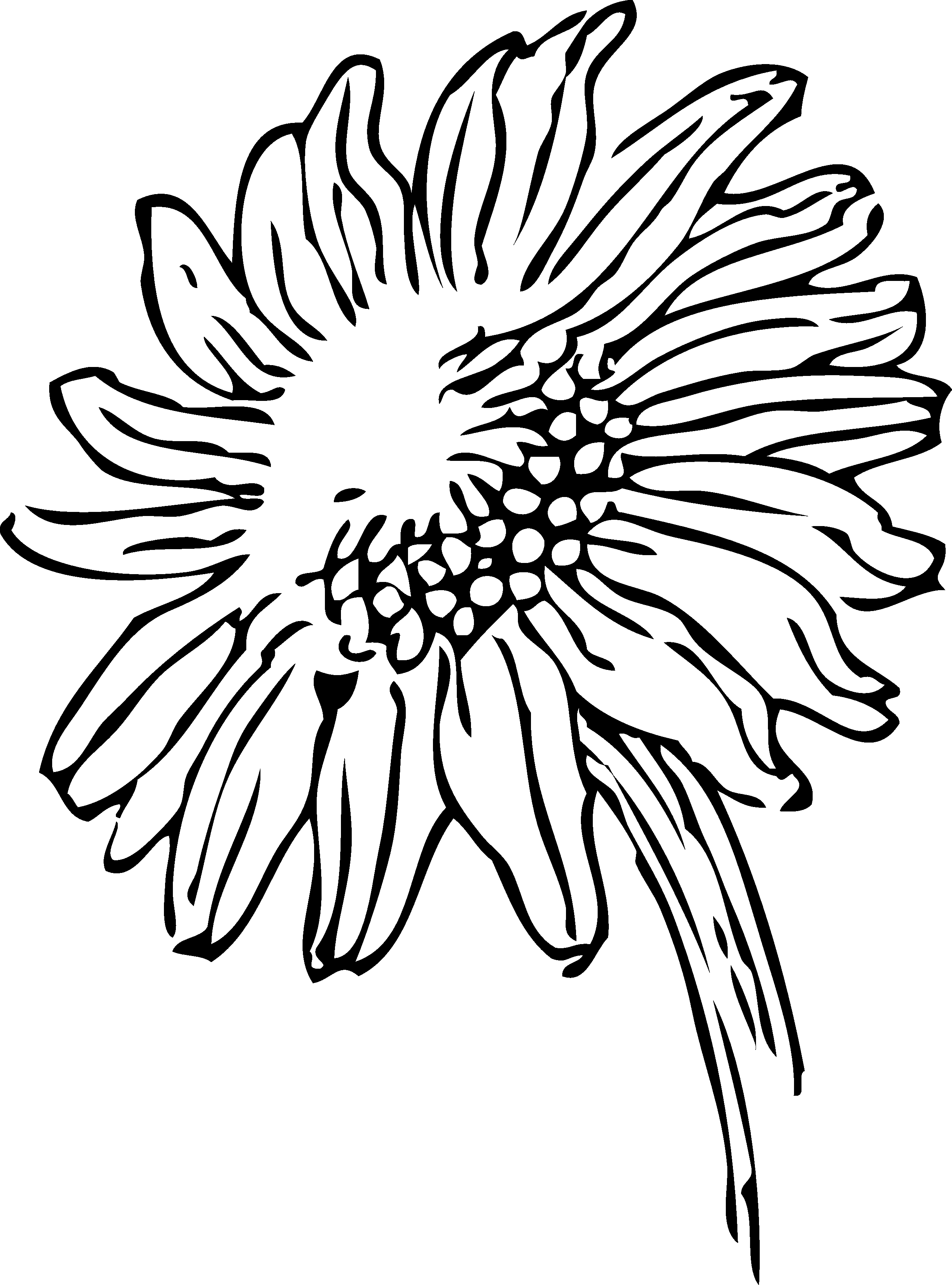 Black And White Sunflower Drawing