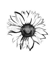 217x233 Black And White Sunflower Drawing