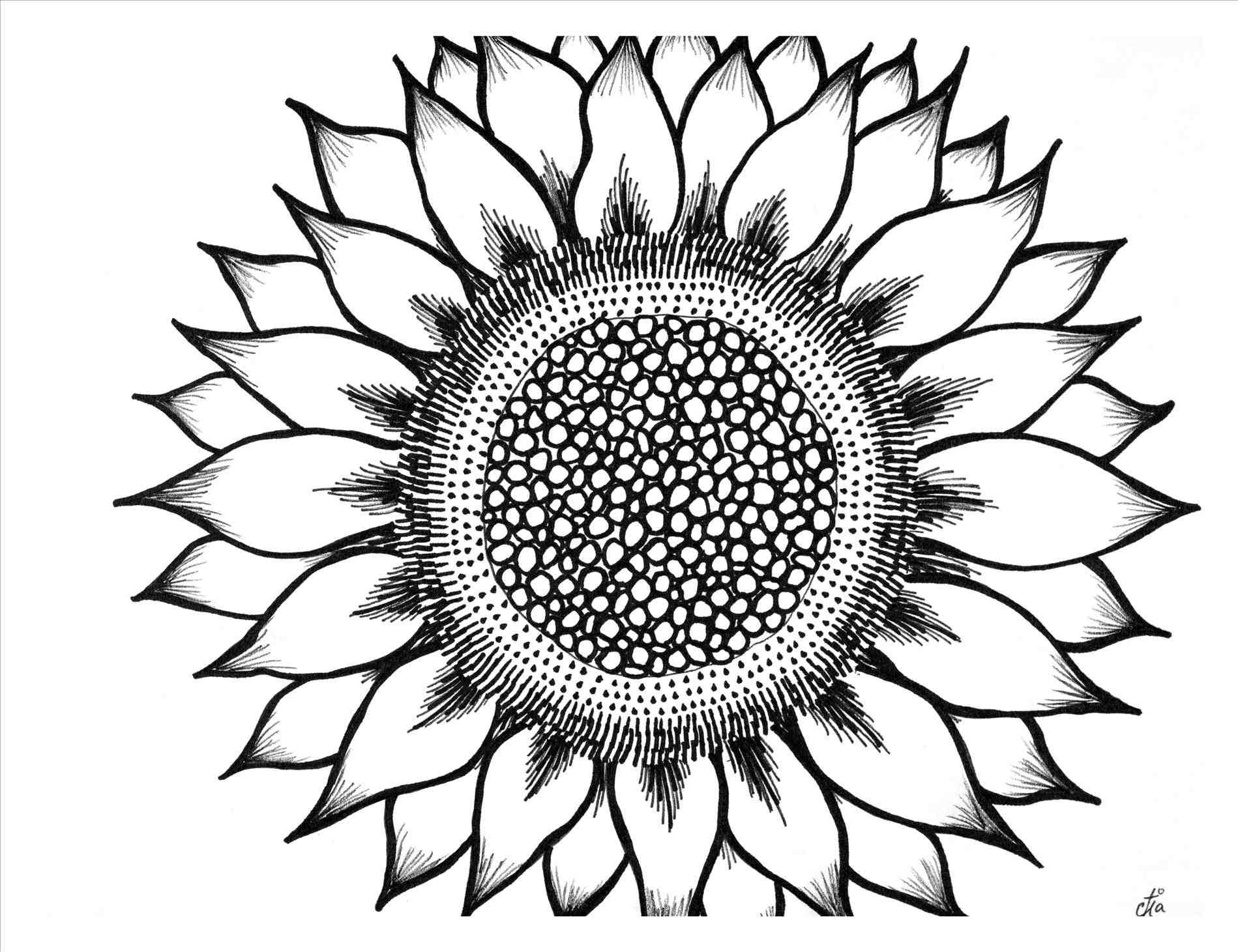Drawing Of Sunflower In Black And White Outline Sketch Vector | Sexiz Pix