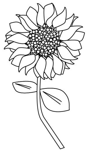 300x517 83 Best Sunflower Images Art Drawings, Letter