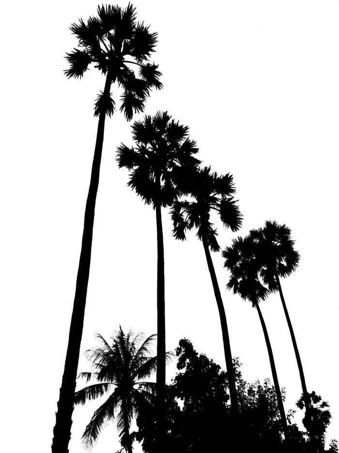 700x933 Drawn Palm Tree Black And White