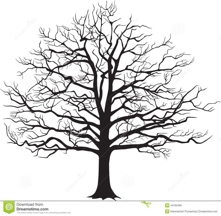 736x720 163 Best Bare Trees Images Architecture, Draw