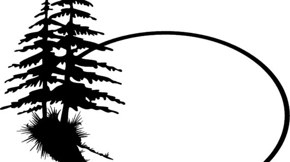 570x320 Simple Pine Tree Drawing Black And White Pine Tree Outline