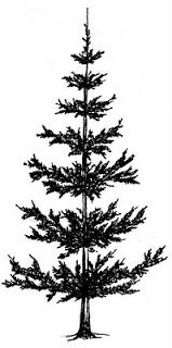 159x320 Beccy's Place Pine Trees Christmas Cards 2 Pine