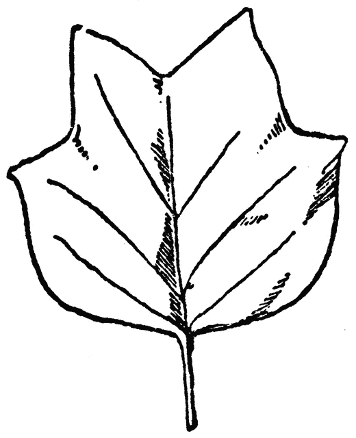520x640 Leaf Clipart Tulip