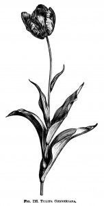 152x300 Tulip Clipart, Black And White Graphics, Botanical Flower