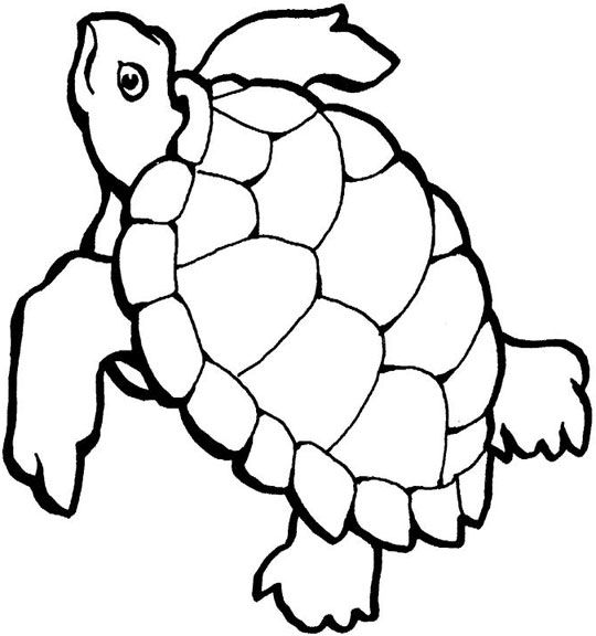 Black And White Turtle