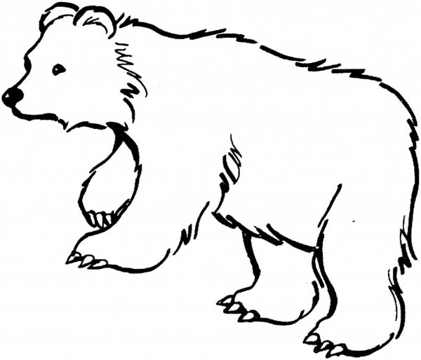 600x514 Charming Black Bear Coloring Page 65 About Remodel Coloring Books