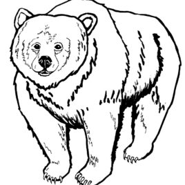 268x268 Coloring Page Of Bear Kids Drawing And Coloring Pages