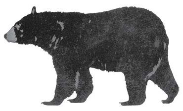 370x224 Bear Drawings Responses Of Wildlife To Clearcutting