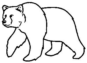 300x216 Best Drawings Of Bears Ideas Bear Illustration