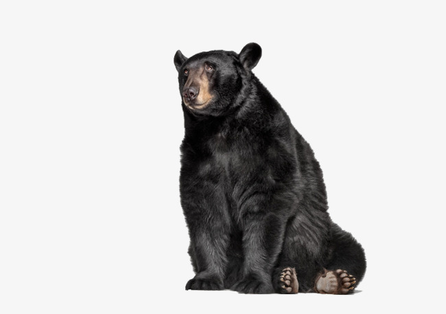 650x457 Black Bear, Animal, Biological Png Image For Free Download