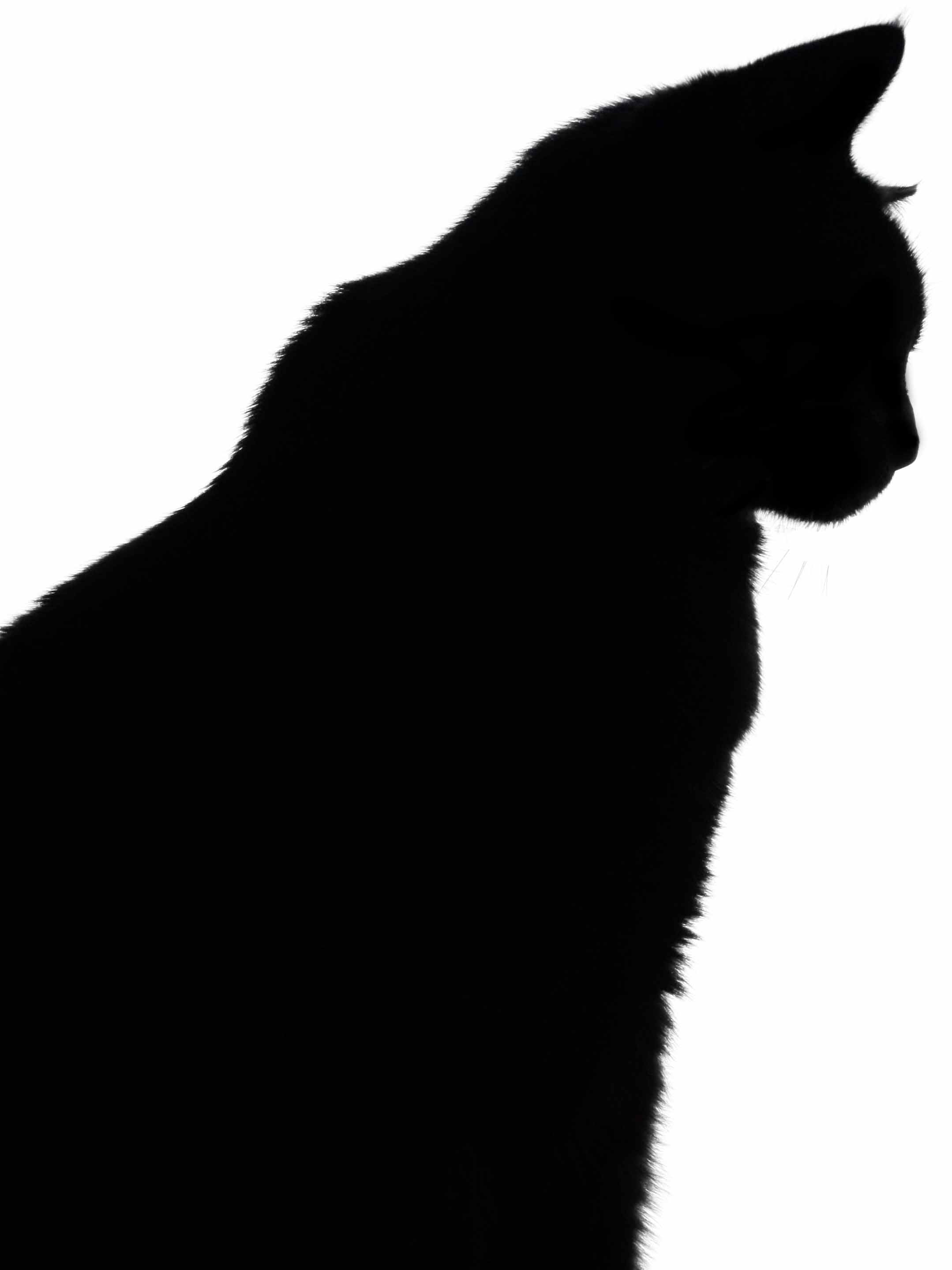 2158x2880 Black Cat Silhouette By Miztiry