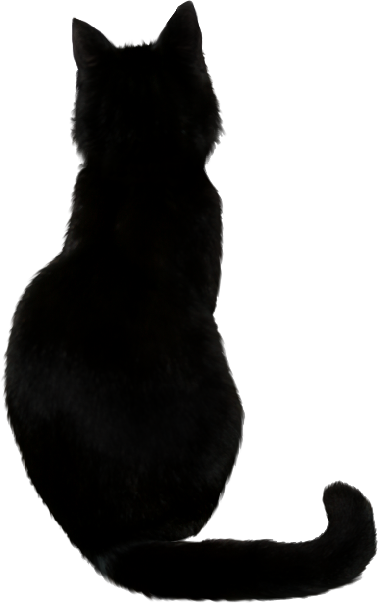771x1228 Cat Png Images Transparent Free Download