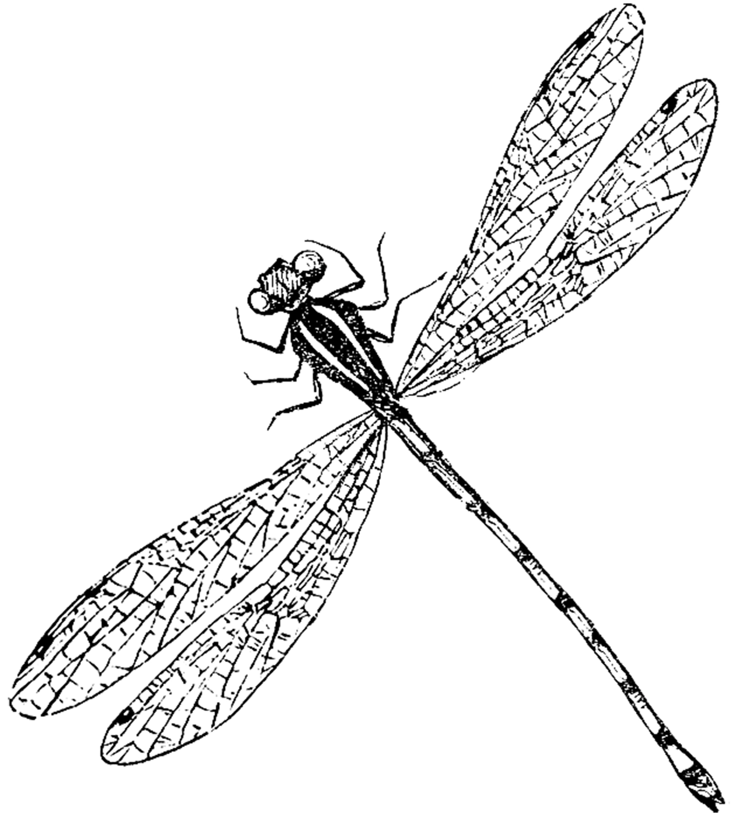 1500x1677 Dragonfly Fly Clipart, Explore Pictures