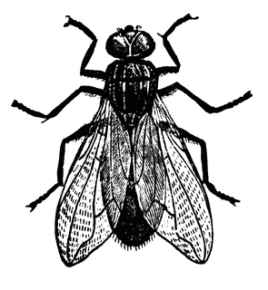 295x320 Fly Clipart Etc