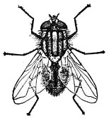 154x168 House Fly Clipart