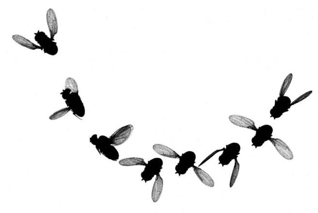 654x439 Tiny Flies Clipart
